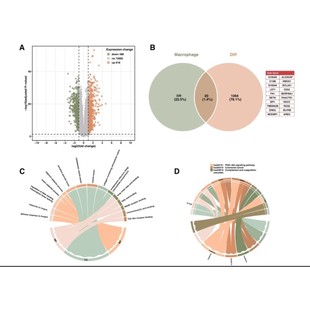 16s 多序列比对共线性分析比较基因组生信 菌株鉴定 blast NCBI