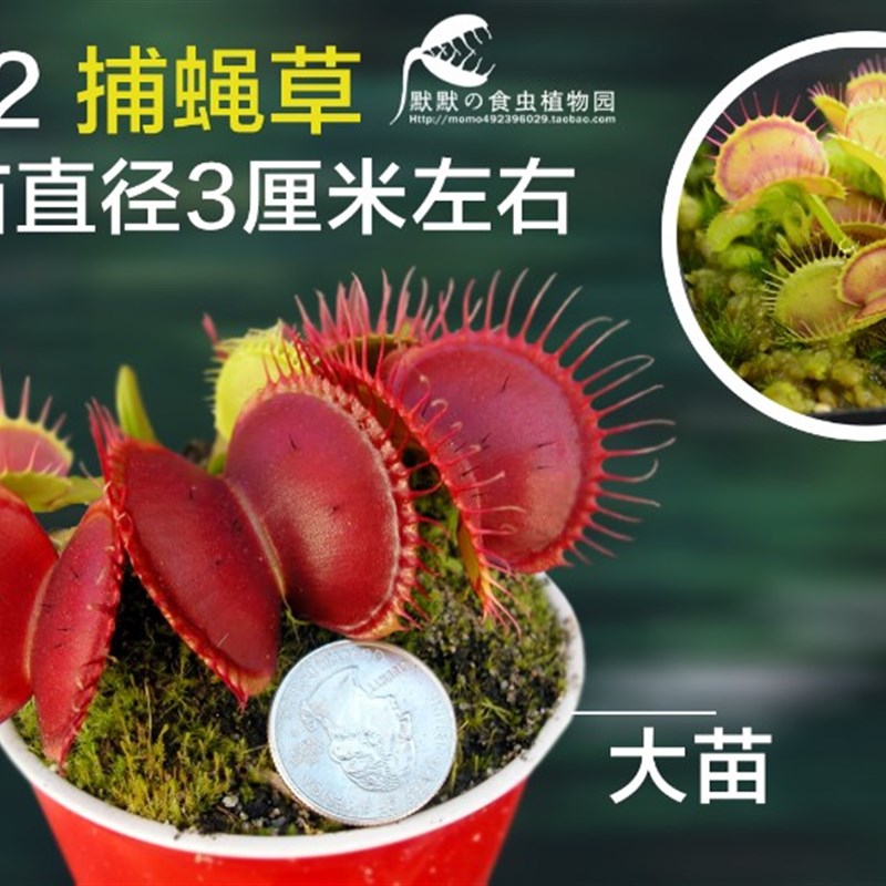 食虫植物-B52捕蝇草 食虫草 食人花 趣味绿植 大型品种 包邮
