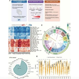 流式细胞术FlowJo周期凋亡免疫浸润分析代做
