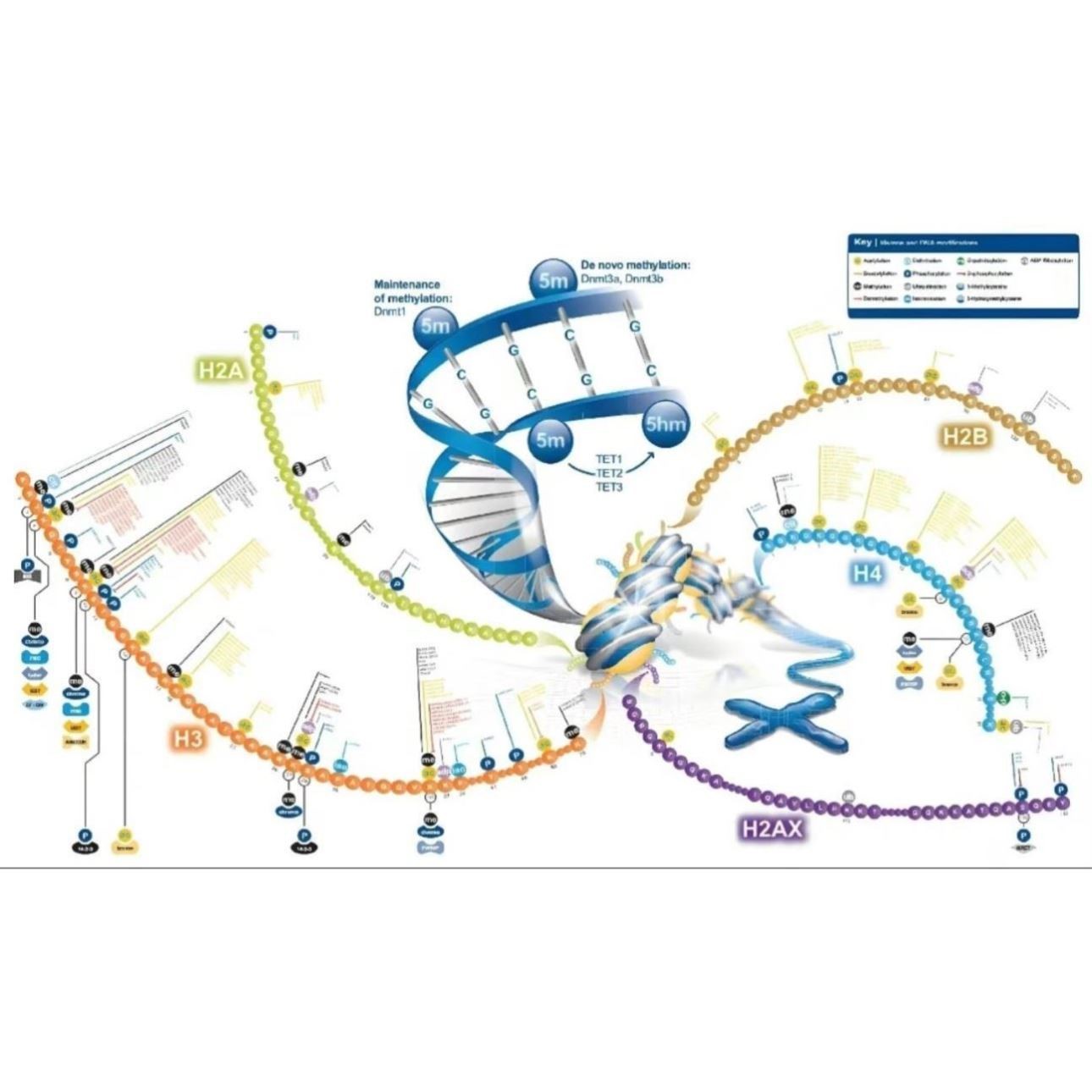 网络毒理学分子对接药物疾病靶点GO KEGG分析