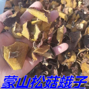 东北野生松蘑菇松蘑松菇粘团子蘑菇土信松蛾子粘蘑干货特级500g