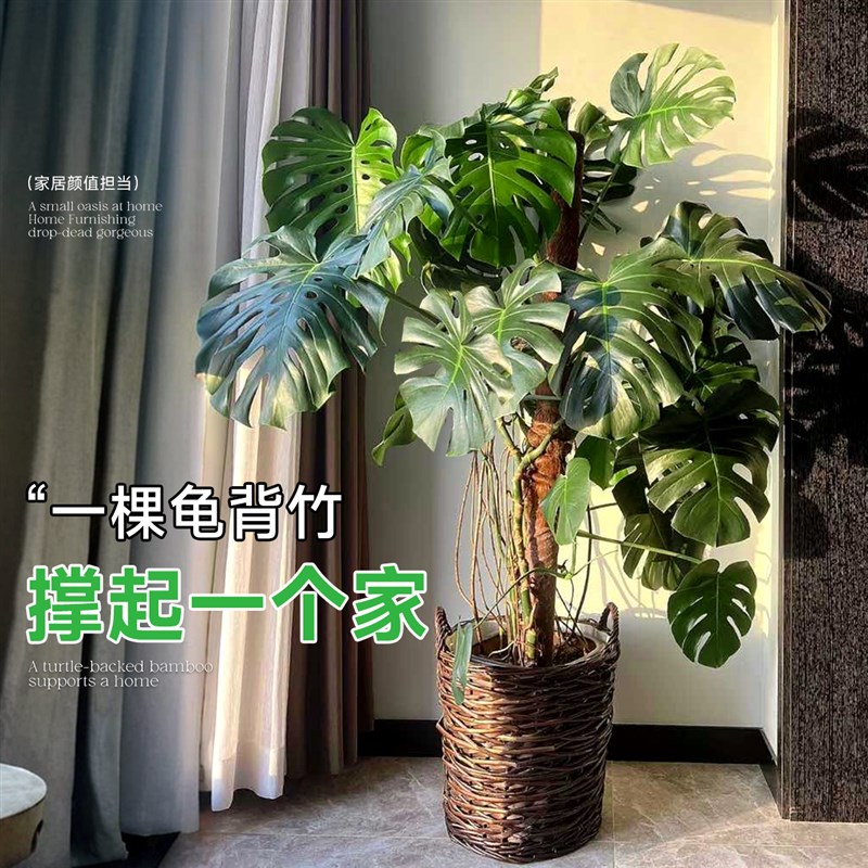 龟背竹客厅大盆栽老桩绿植室内高级感大型植物大S号落地禄植树好