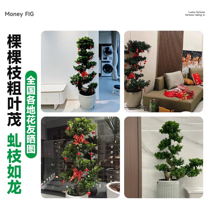 金钱榕大盆栽盆景乔迁新居造型绿植物高档室内Q客厅大型招财摇钱