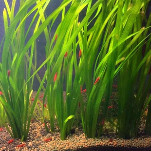 大水兰小水兰水草原生古法生态溪流缸造景后景阴性水草新手好养活