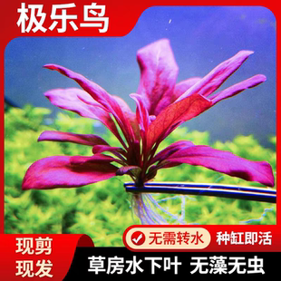 水下叶中前景极乐鸟红色水草鱼缸造景无需二氧化碳淡水草阴性植物