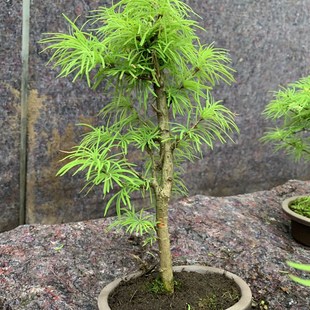 金钱松树苗庭院花卉金钱松盆景金钱松苗绿植盆栽盆景观材料小树桩