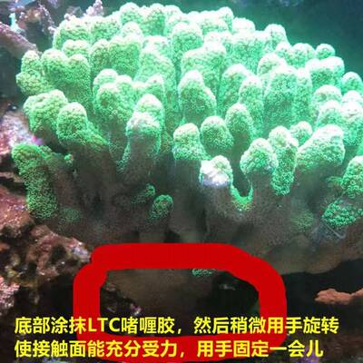 LTC水族造景专用胶可水下操作粘珊瑚断肢活石胶沉木水草50g大支装