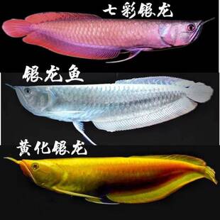 七彩银龙鱼热带金龙鱼红龙鱼大型热带观赏鱼黄化银龙鱼包活