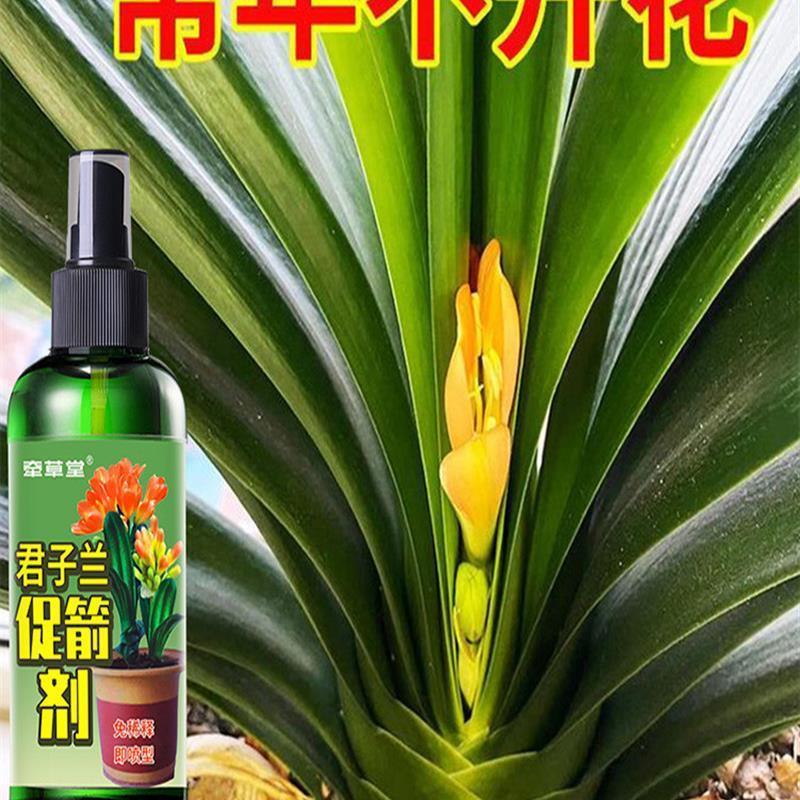 君子兰快速拔箭专用营养液防黄叶枯萎烂根烂根催花液肥