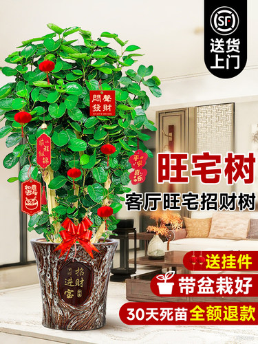 金钱兜金钱树发财树大型绿植室内客厅办公推荐盆栽圆叶落地福禄桐