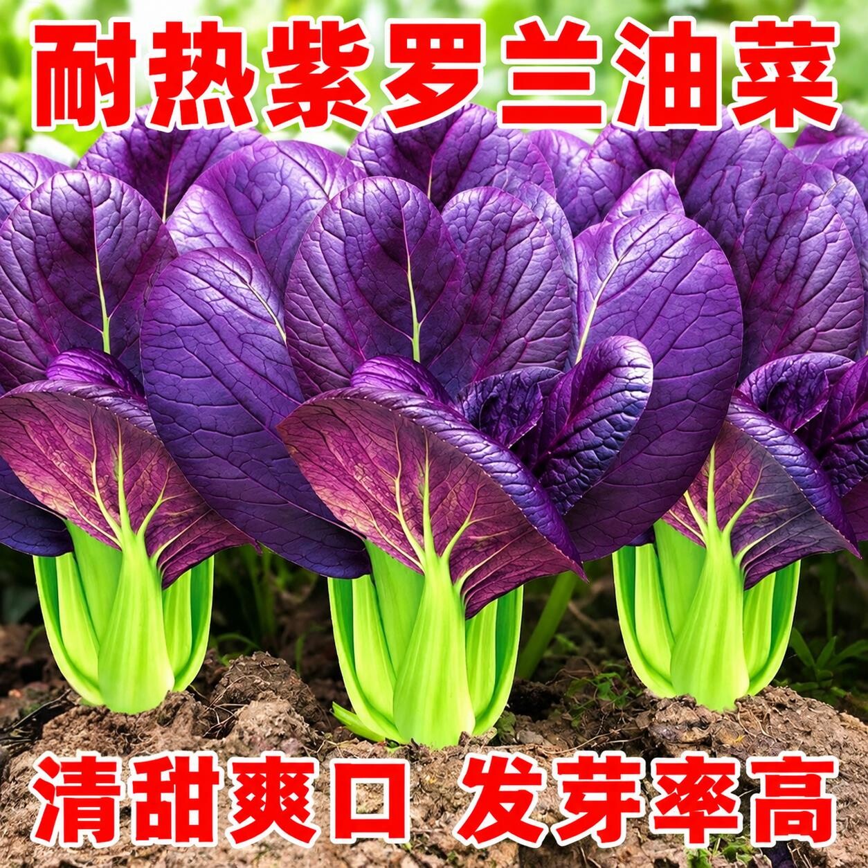 紫罗兰紫油菜种籽上海青抗寒抗热小油菜青梗菜耐寒新鲜蔬菜种子