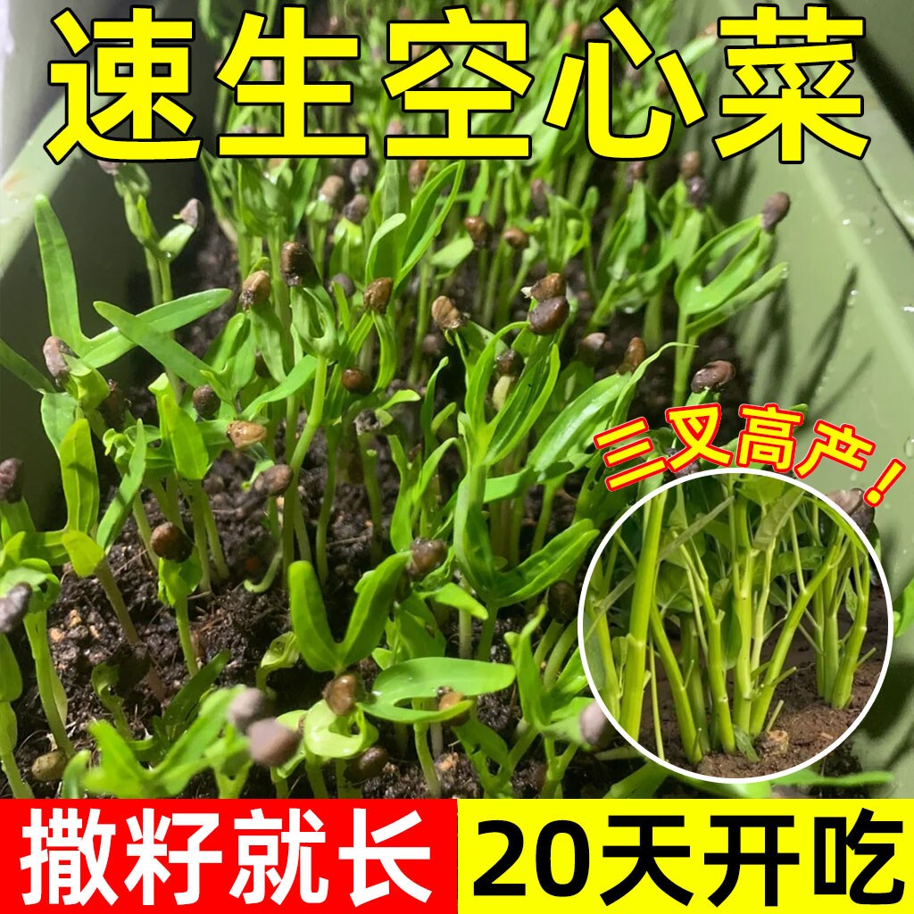 大叶三叉高产空心菜种籽子阳台盆栽庭院四季通心菜耐寒蔬菜种孑籽