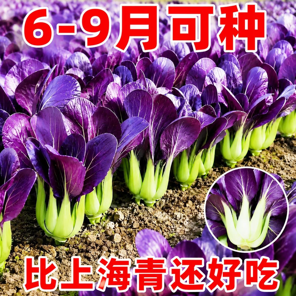 超耐热紫罗兰紫油菜种籽紫色上海青小青菜四季播阳台盆栽蔬菜种子