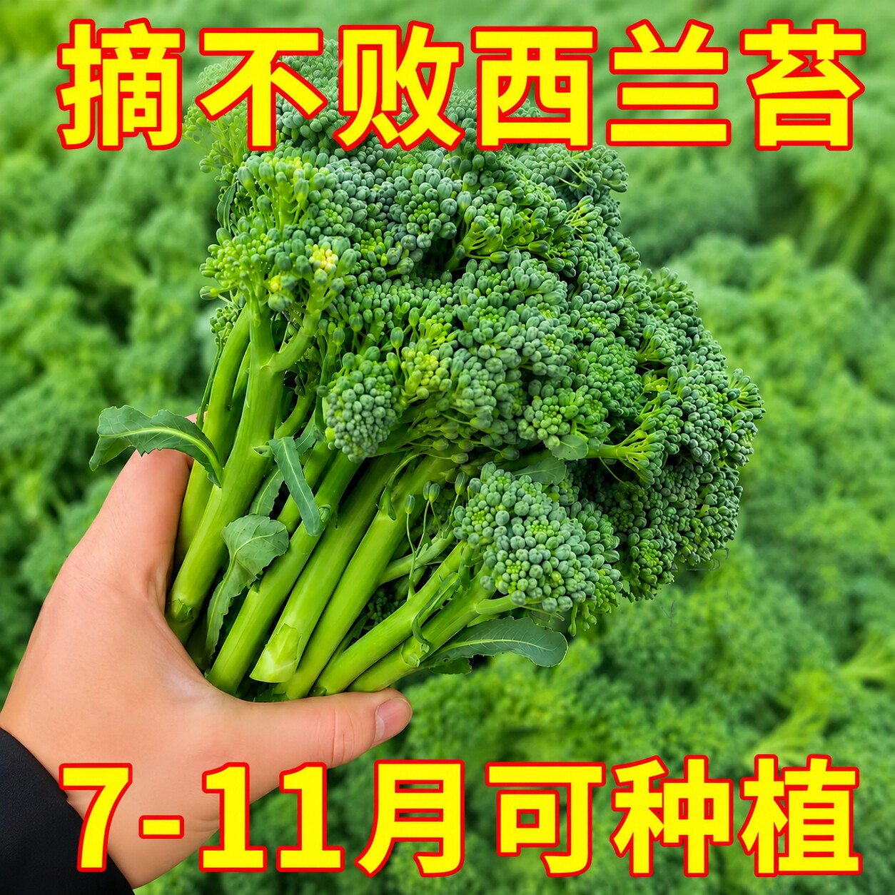 云南新鲜兰花苔西兰花苔芥蓝菜农家自种西兰花脆嫩兰花菜苔新鲜