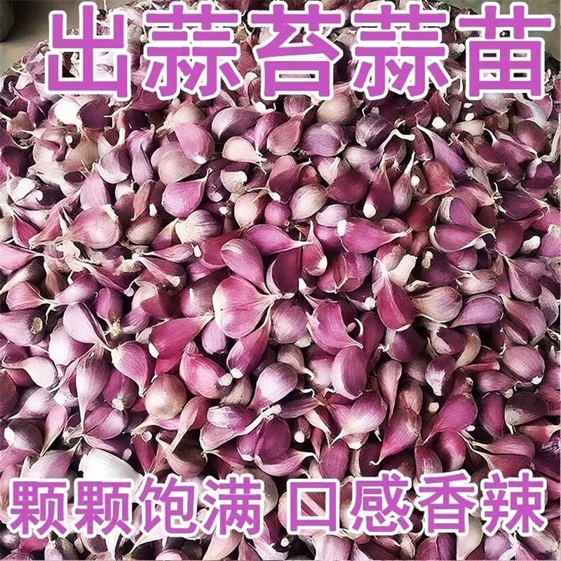 云南紫皮干大蒜瓣种子5斤红皮土蒜种籽种植蒜头专用农家可吃可种