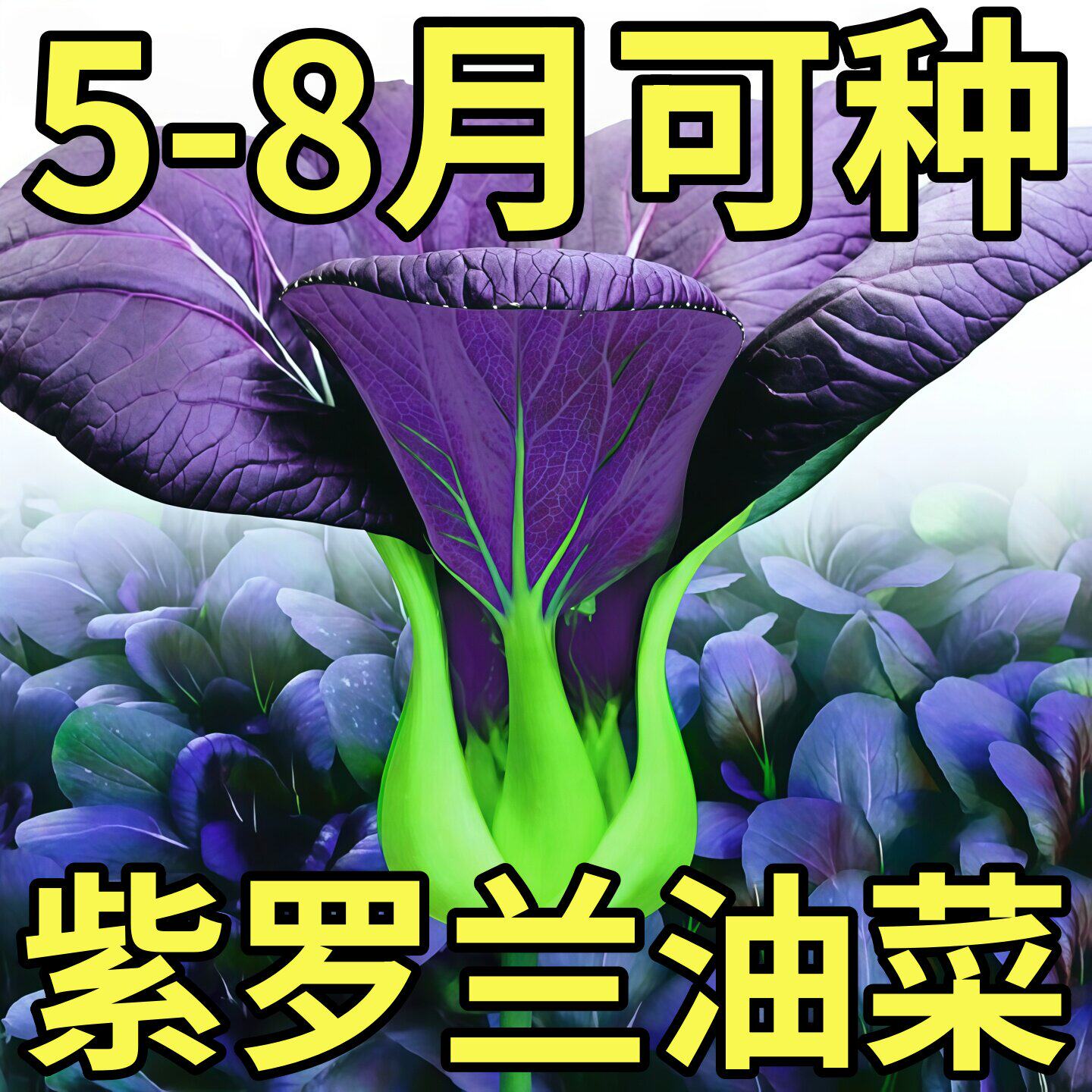 紫罗兰油菜种子蔬菜种菜籽紫油菜青菜上海青种孑农家庭院阳台种植