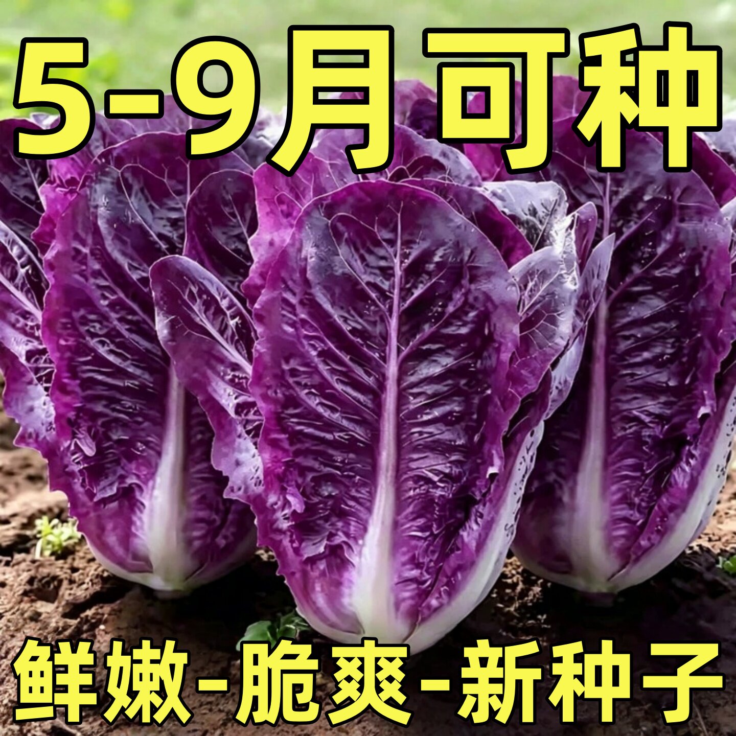 紫孔雀菜种子紫罗马生菜包心生菜种籽四季种高钙营养蔬菜种子大全