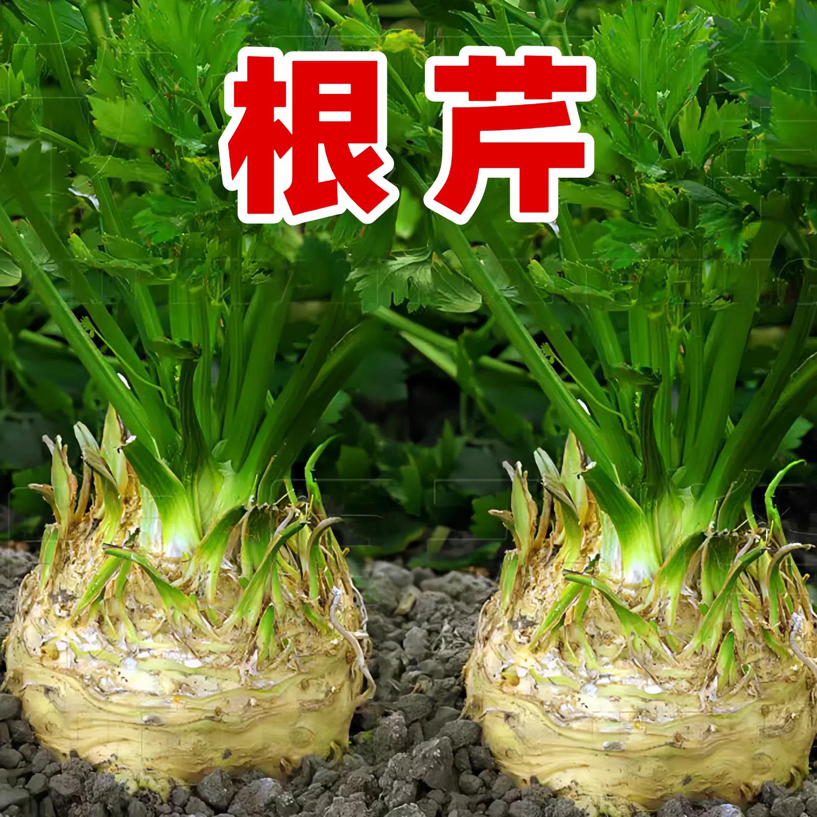 根芹种子耐热耐寒芹菜种子四季秋播高产阳台盆栽小院种植蔬菜种籽