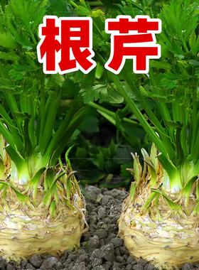 根芹种子耐热耐寒芹菜种子四季秋播高产阳台盆栽小院种植蔬菜种籽
