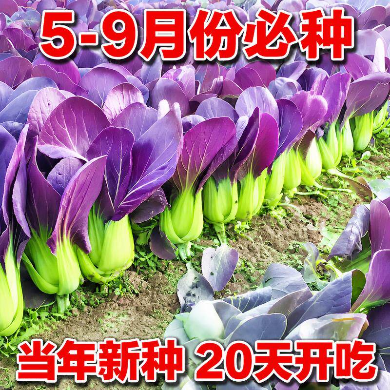 耐高温紫罗兰紫油菜种籽紫色上海青小青菜四季播阳台盆栽蔬菜种子