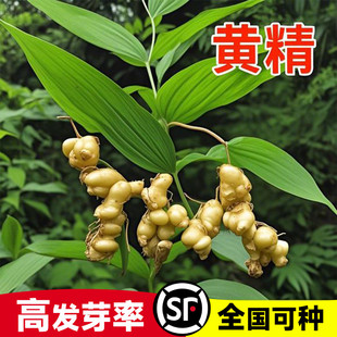 正宗药材黄精种子鸡头黄精多花老虎姜鸡爪参爪子参黄鸡菜玉竹种子