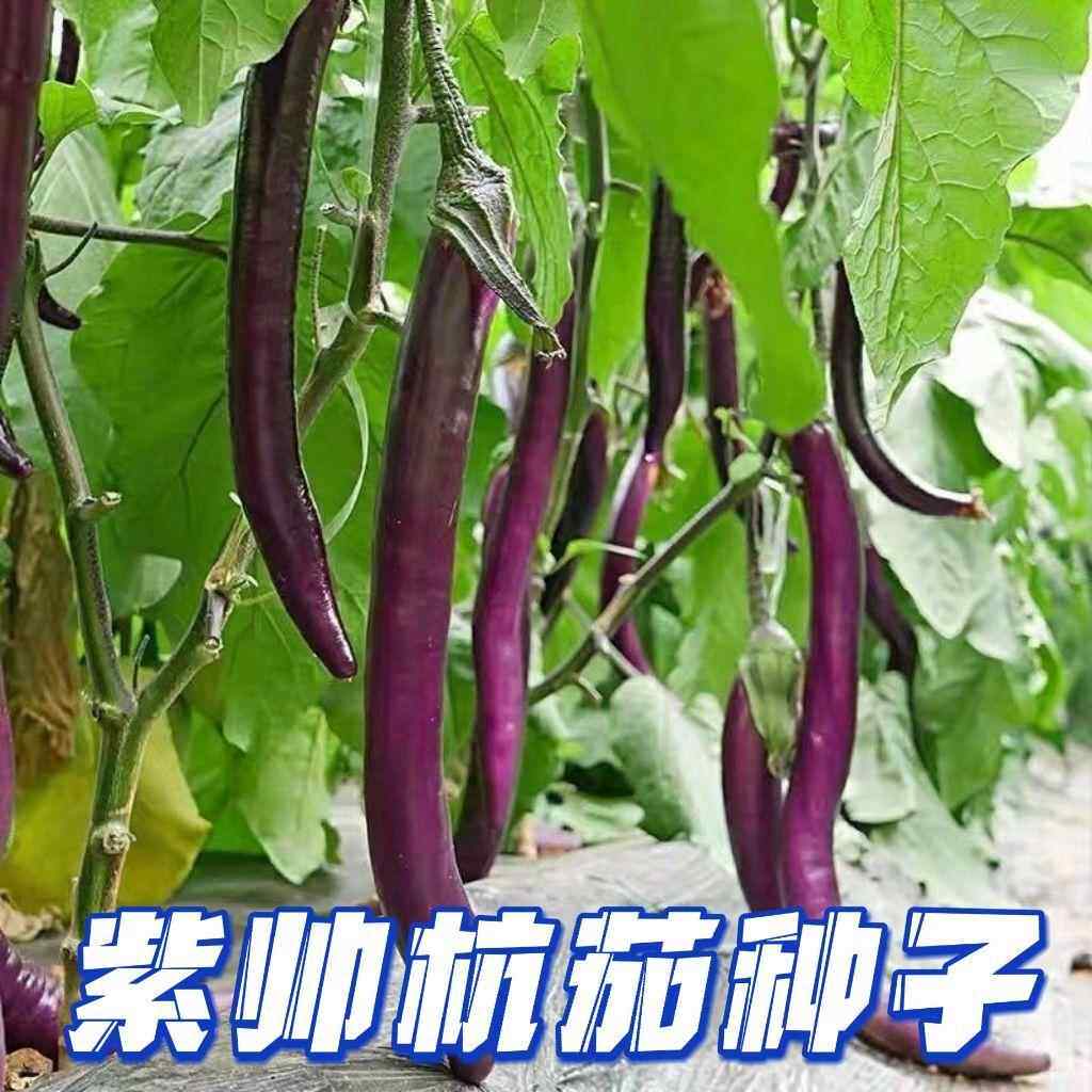 蔬紫帅杭蔬茄四种一子细长线子茄子杭茄菜农家园田号种季菜,鲜花速递/花卉仿真/绿植园艺,红掌/凤梨/温室花卉,淘宝优惠券,粉丝福利购,淘宝优惠卷