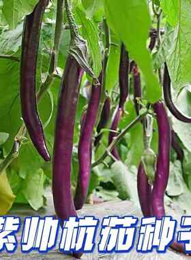 蔬紫帅杭蔬茄四种一子细长线子茄子杭茄菜农家园田号种季菜