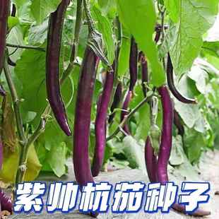 蔬紫帅杭蔬茄四种一子细长线子茄子杭茄菜农家园田号种季菜
