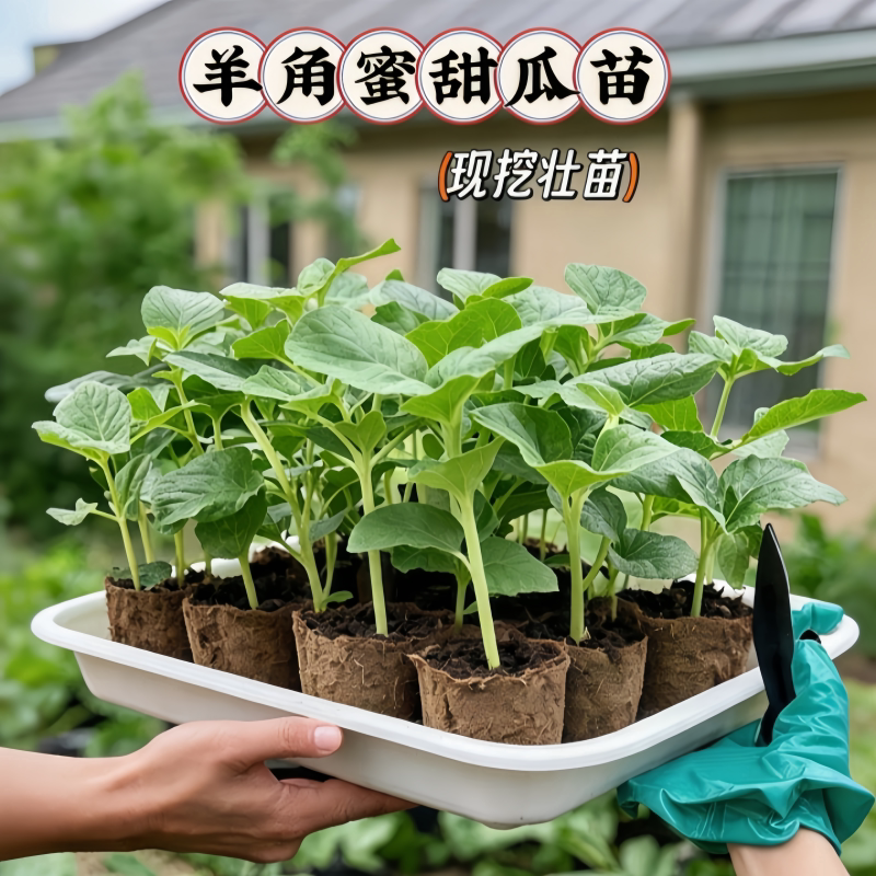 羊角蜜甜瓜苗盆栽秧苗绿宝石冰糖子哈密瓜香瓜菜苗蔬菜大全春季种
