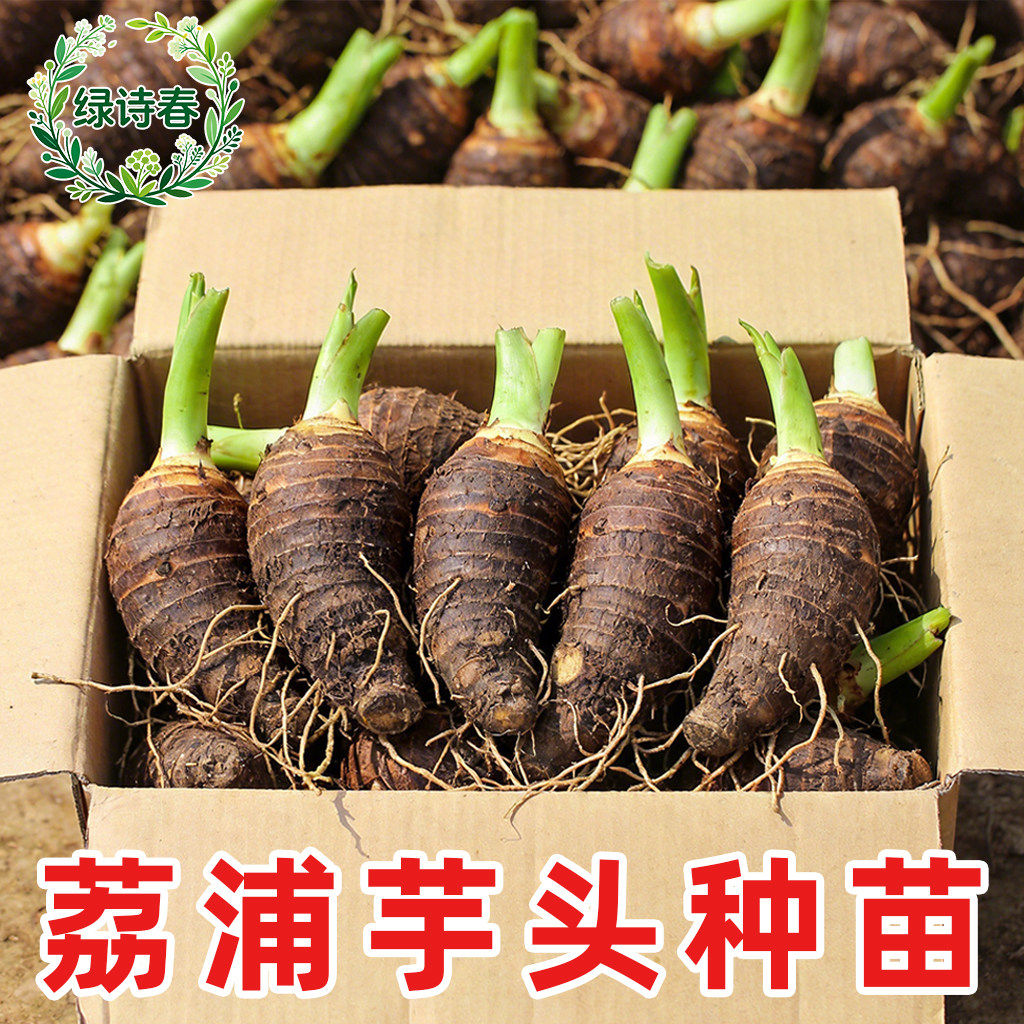 2026广西荔浦大芋头种植苗鲜蔬菜农家槟榔香芋种子苗栽培育苗种籽