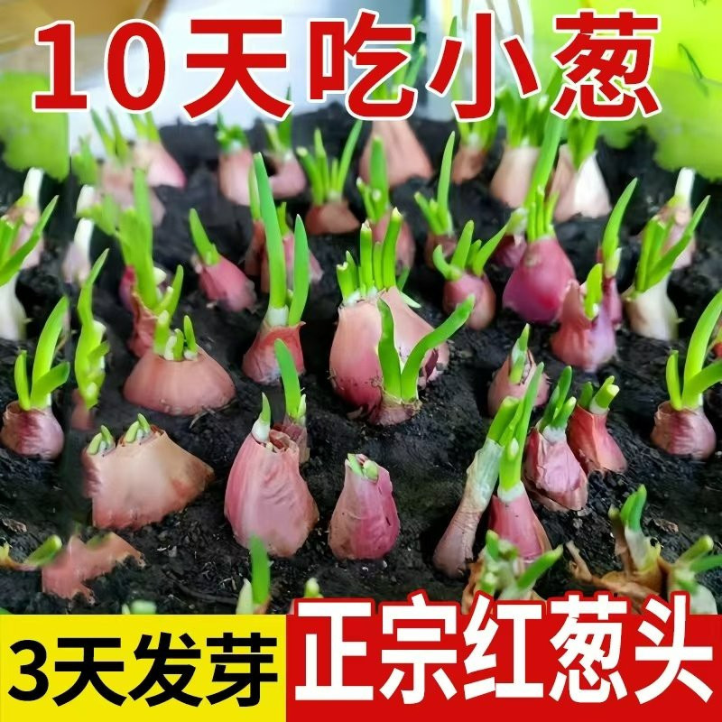 四川正宗红葱四季小香葱红根香葱根苗盆栽阳台四季种植新鲜红葱头