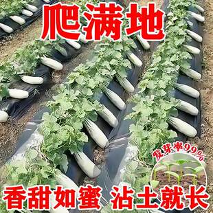 羊角蜜甜瓜种籽羊角酥甜瓜种子香瓜苗密春季四季水果特大种孑大全