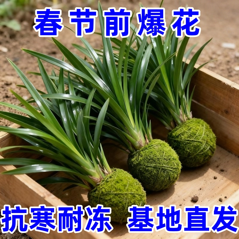 墨兰兰花苗精品花卉盆栽室内阳台浓香绿植物金边企黑四季耐寒好养