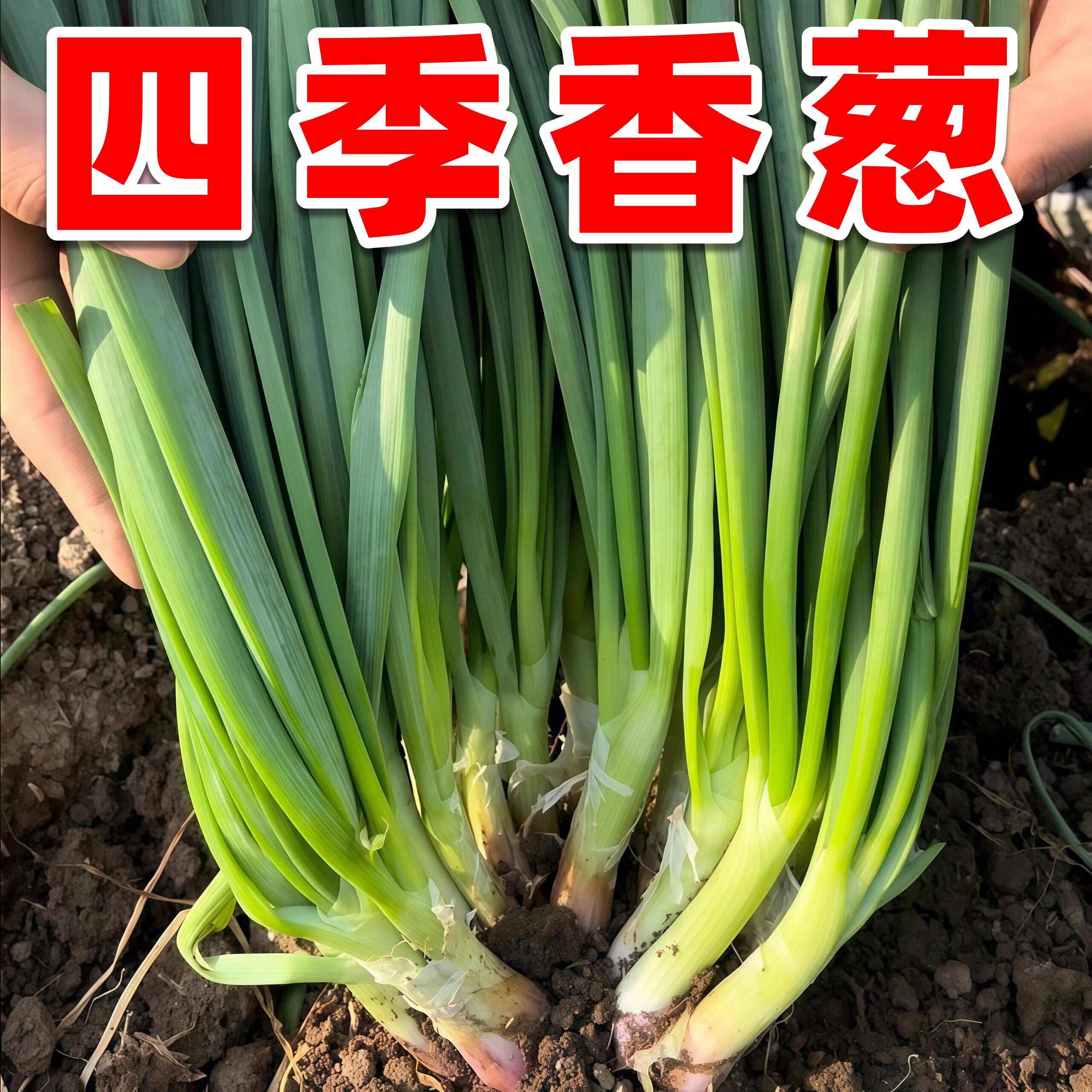 四季小香葱种子盆栽小葱蔬菜种籽四季播易种庭院阳台种植农家大田