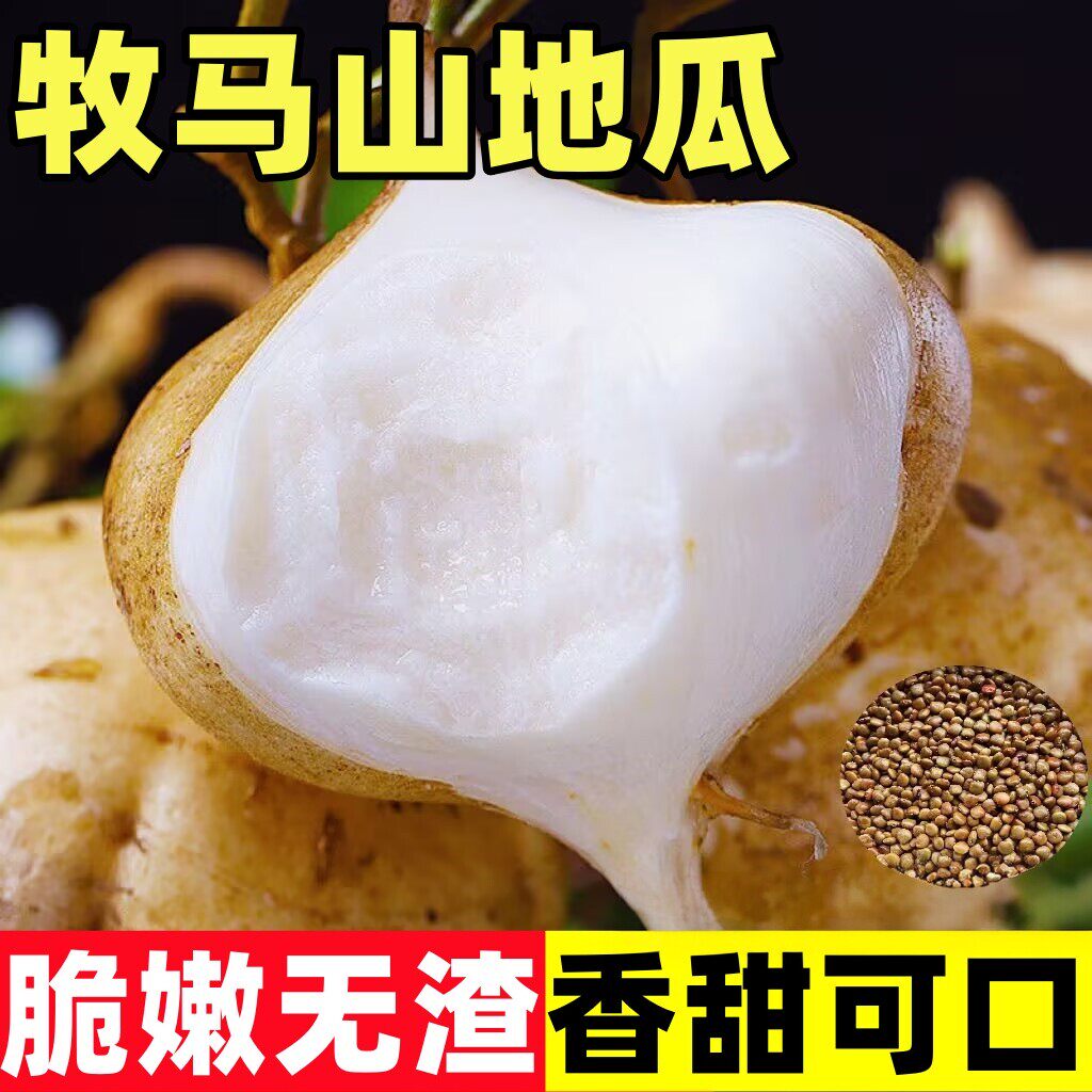 牧马山凉薯种子水果地瓜种籽特大白瓤香甜早熟沙葛土瓜春夏瓜果籽