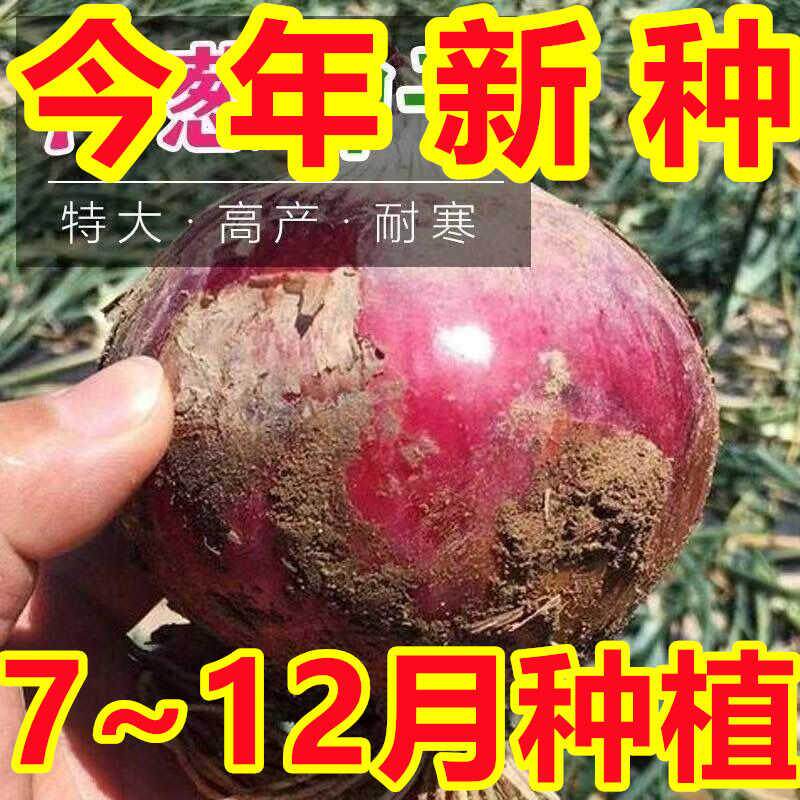 新种上市】四季红皮洋葱种子特大紫皮圆葱蔬菜种籽早熟耐寒易种