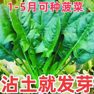 大叶菠菜种子种籽耐寒耐热趴地菠菜耐抽苔蔬菜圆叶种孑四季可越冬