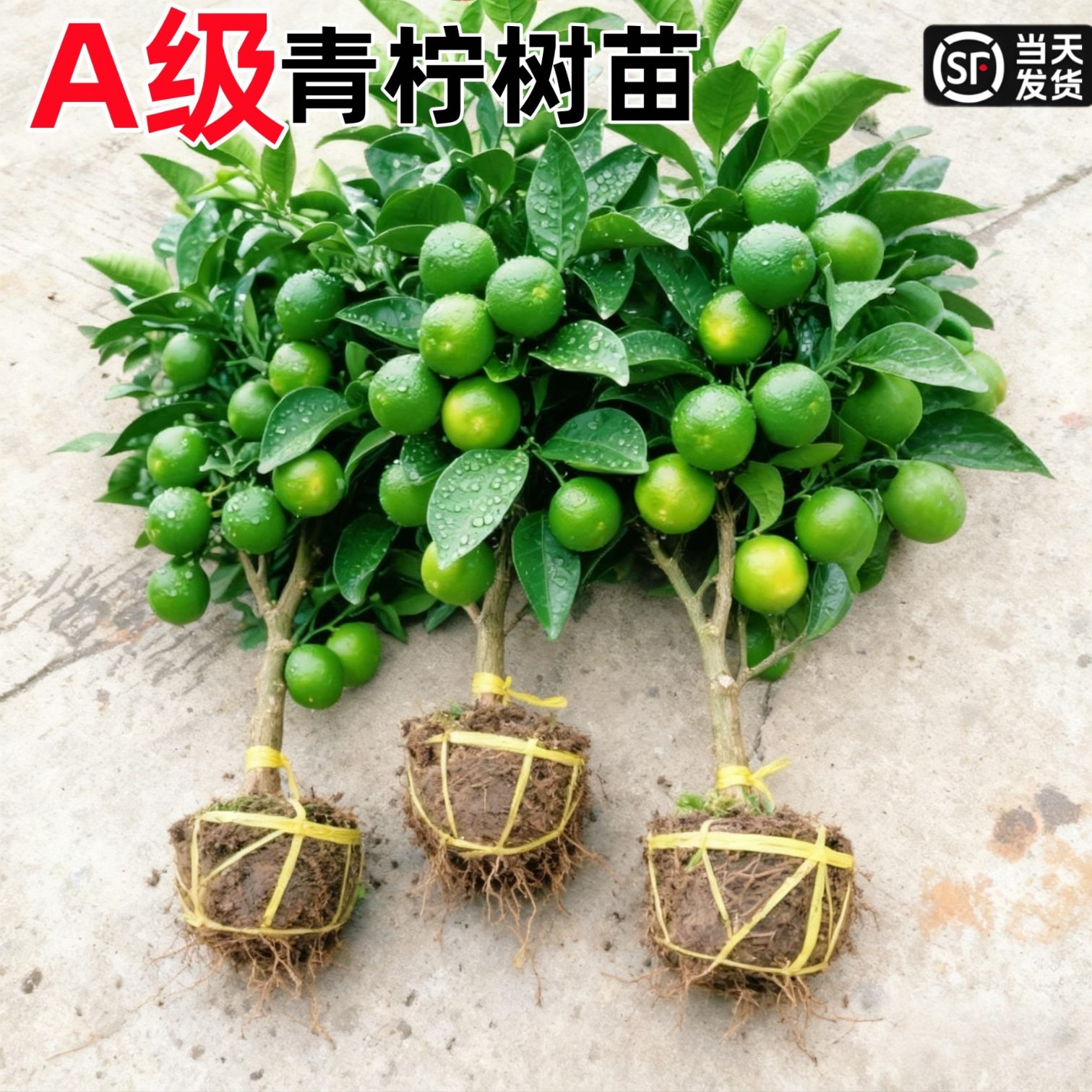 海南小青柠树苗带果可食用盆栽香水柠檬果苗庭院阳台金桔四季好种