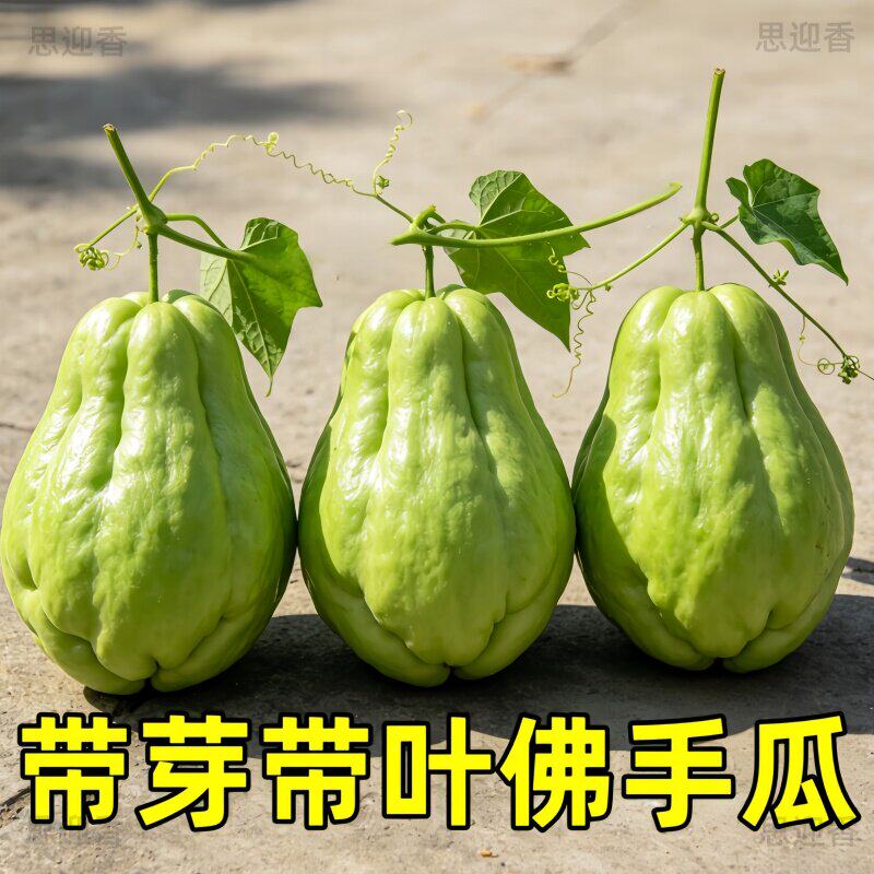 高产佛手瓜种瓜苗带土带叶四季龙须菜种新鲜早熟扶手瓜春季种植苗
