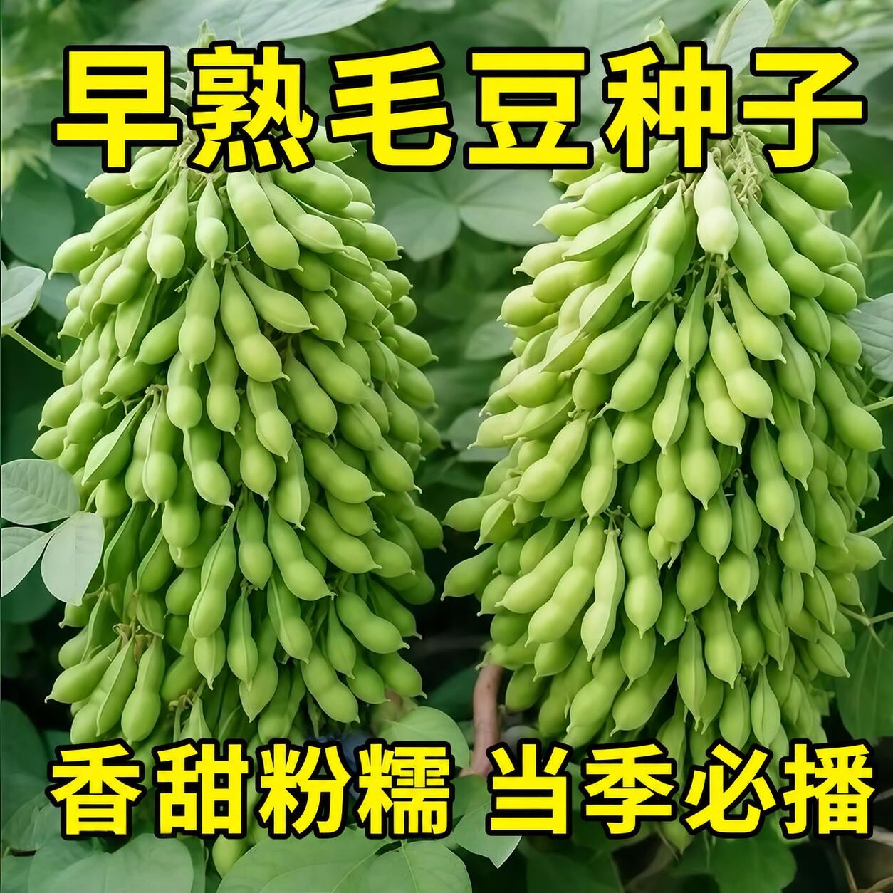 鲜食毛豆种子早熟高产特大黄豆种籽青豆大豆蔬菜种孑大全春季四季