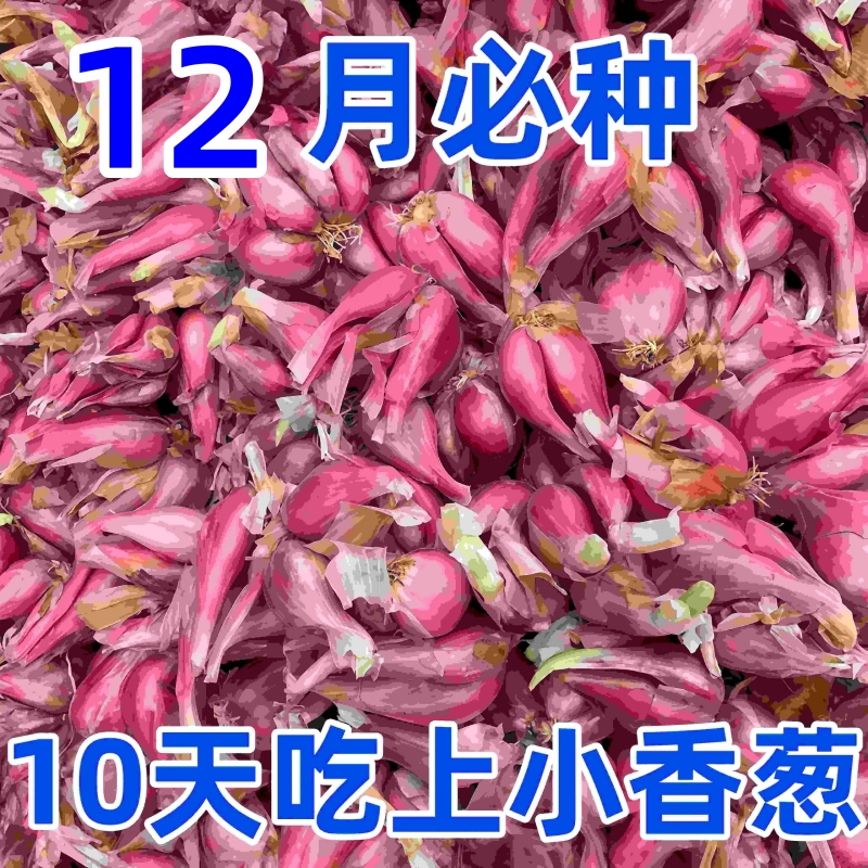 红葱头四川小香葱头四季小香葱可吃可种阳台火葱头种黄葱头包邮
