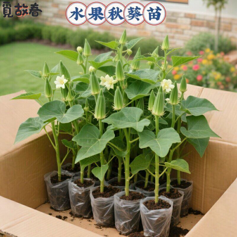 超嫩水果秋葵秧苗秧红秋葵种子生吃不易老四季盆栽带土球耐寒耐热