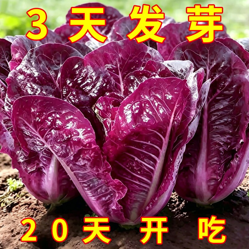 紫孔雀菜种子罗马直立生菜种籽沙拉菜生吃甜脆多汁孔雀菜种子