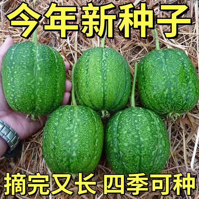 台湾苹果丝瓜种子苗高产粗直筒厚肉丝瓜苗水瓜籽种春四季阳台蔬菜