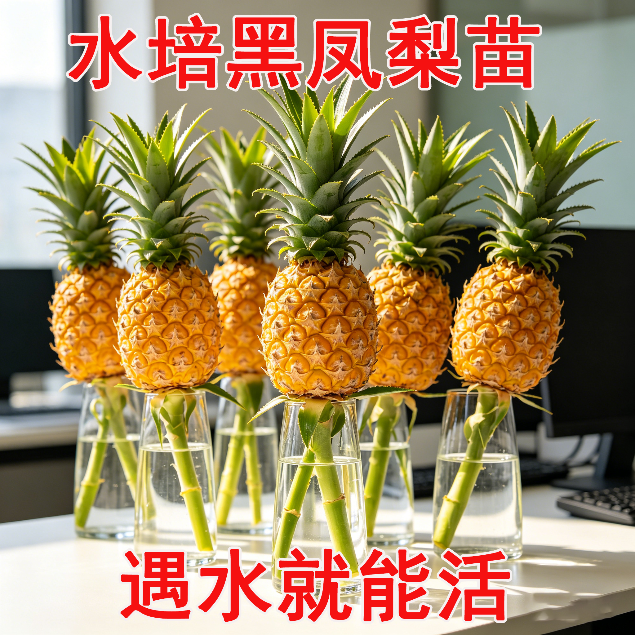 【动感光波】水培带杆小菠萝黑凤梨可食用创意水养观赏植物办公室