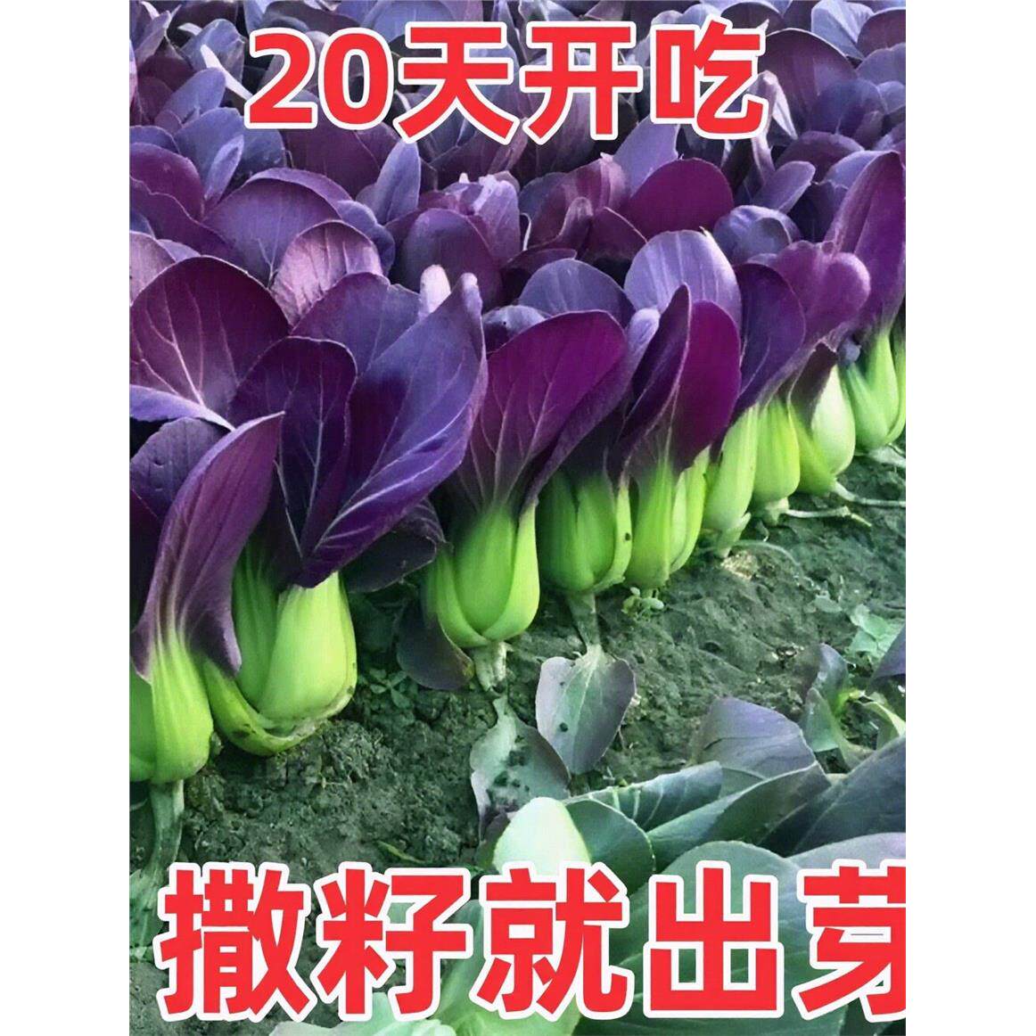 紫罗兰紫油菜种籽上海青抗寒抗热小油菜青梗菜耐寒新鲜蔬菜种子