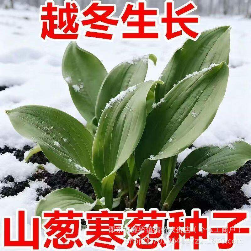 四季山葱种子鹿耳韭种子盆栽小院四季皆宜种植南北方种籽种子大全