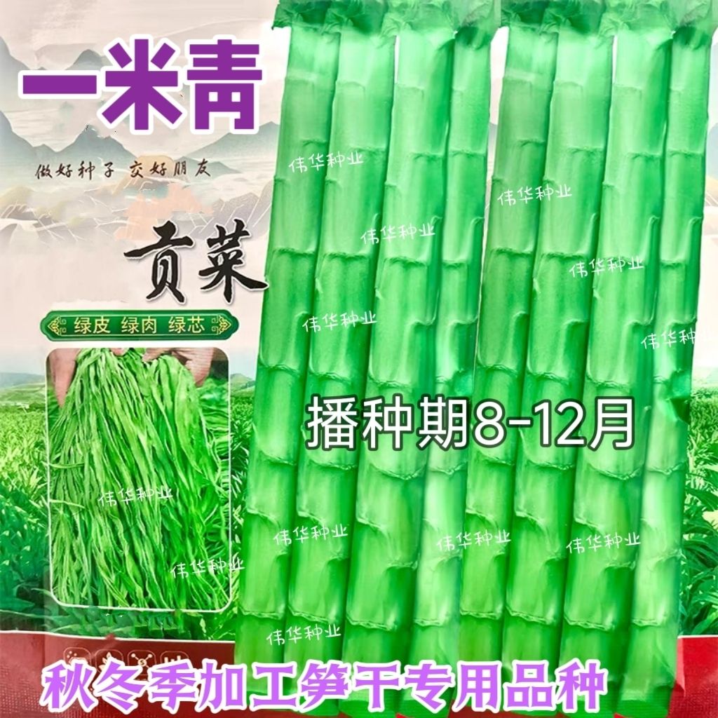 一米青贡菜种子四季耐高温耐寒苔干菜种籽专用笋干山蛰菜响菜蔬种