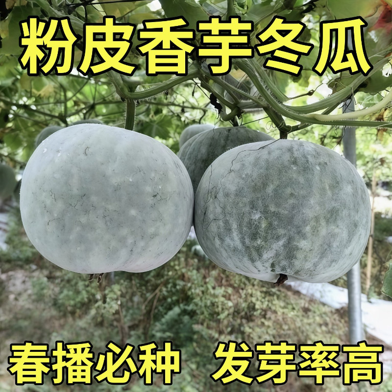 香芋小冬瓜种籽粉糯香甜粉皮一串铃迷你小冬瓜高产抗病冬瓜种子孑