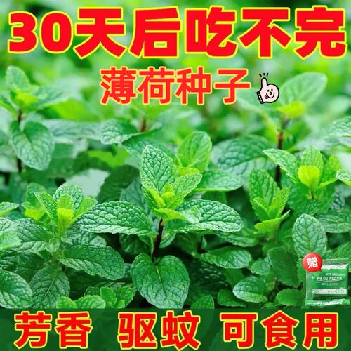 正宗薄荷种子猫薄荷种子批发撒上四季常开就可食用柠檬活薄荷种子